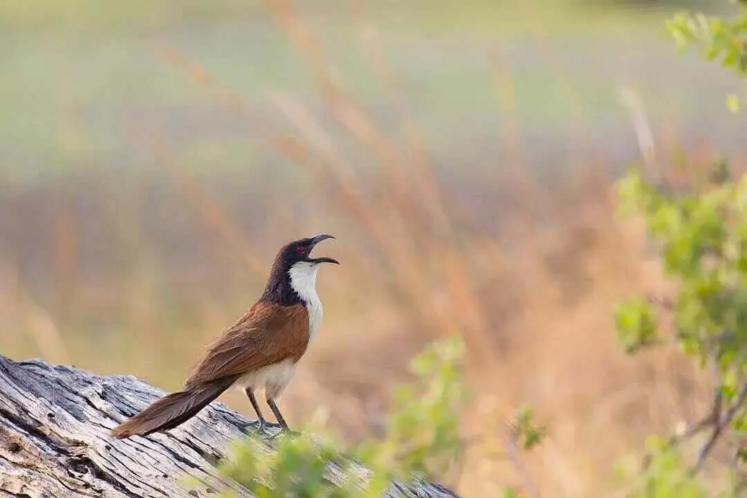 Senegal Coucal